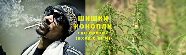 прущие грибы Абаза